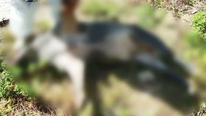 경기 연천 민통선 내 멧돼지서 돼지열병 바이러스 검출