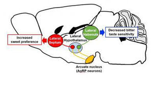 "시장을 반찬처럼 느끼게 하는 뇌 신경회로 발견"