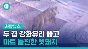 두 겹 강화유리 뚫고 마트 돌진한 멧돼지&hellip;아찔했던 당시
