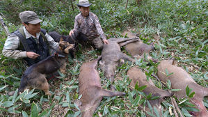 제주도, 아프리카돼지열병 차단 위해 멧돼지 210마리 사살