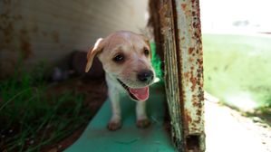 [인-잇] 유기견 사체가 사료에?…'사료 파동' 대처법