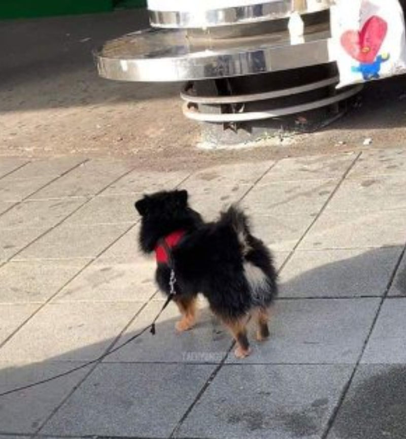 Yeontan