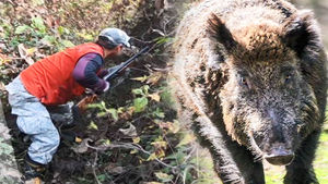멧돼지 포획 &middot; 매몰 현장 따라가 보니&hellip;뒤처리 허술