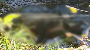 철원&middot;파주 멧돼지 폐사체서 돼지열병&hellip;총 22건 검출