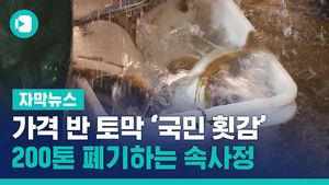 가격 반 토막 난 '국민 횟감'&hellip;200톤 폐기하는 속사정