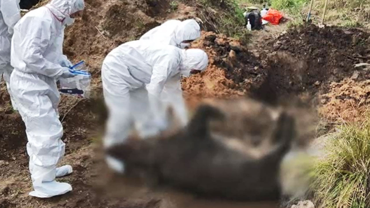 아프리카돼지열병 야생멧돼지