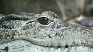 "악어한테 물리면 눈 찔러라" 호주 생존자 증언