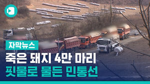 죽은 돼지 4만 마리, 썩은내 진동&hellip;핏물로 물든 민통선