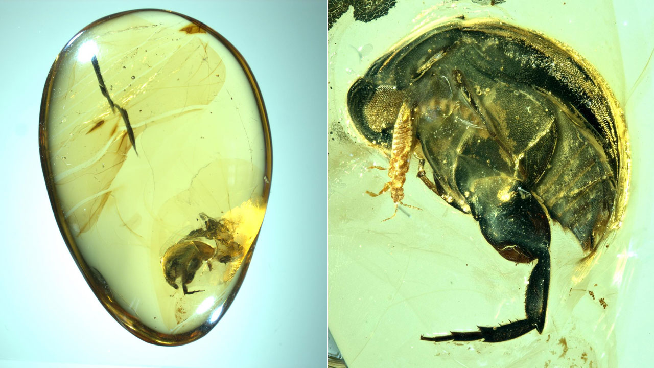 호박 속 곤충서 9천 900만 년 전 꽃가루 매개 확인