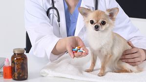 [인-잇] "네가 암 환자여도 강아지 구충제 안 먹을 거야?"