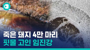 "불안해서 물 안 마시려고요"&hellip;'죽은 돼지 핏물'로 오염된 임진강 실태