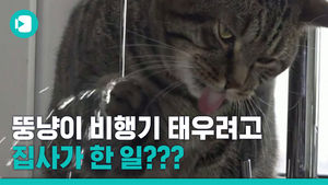 뚱냥이 '빅토르' 비행기 태우려고 집사는 이런 일까지 했다!?