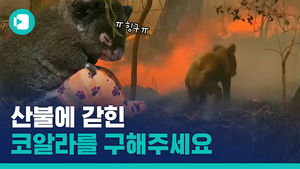 산불에 갇힌 코알라를 구해주세요