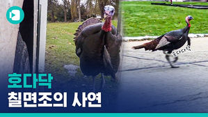 칠면조가 집배원 차량을 매일 쫓아다니는 이유