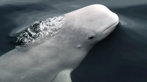 캐나다 북극해 돌고래 위에서 미세플라스틱 첫 발견