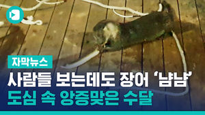사람들 보는데도 장어 '냠냠'&hellip;도심 속 앙증맞은 수달