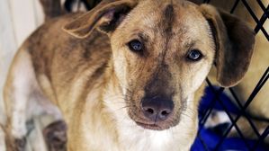 [인-잇] 유기견은 문제 있다?…펫샵 강아지 비교해 보니