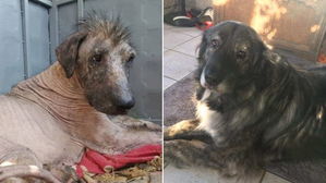 [Pick] '괴물'로 불리던 유기견&hellip;무한 사랑 속 '털북숭이'로 변신