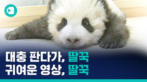 판다는 딸꾹질을 할 뿐인데&hellip;왜 제 심장이 아픈 거죠? (귀염주의)