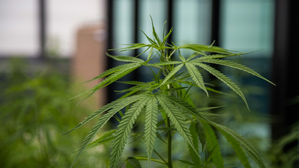 伊 안락사 이어 대마도 합법화?&hellip;법원 "가정 내 소량 재배 허용"