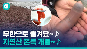 개불 너네가 왜 거기서 나와?! 그런데 한국인의 진미 맞나요?