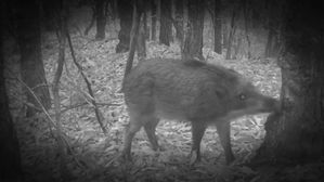 파주&middot;연천&middot;화천서 야생멧돼지 ASF 10건 추가 확진&hellip;총 148건