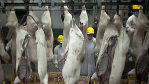 中, ASF 파동에 11월 돼지고기 수입량 150% 급증