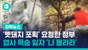 '멧돼지 포획' 요청한 정부, 엽사 목숨 잃자 '나 몰라라'