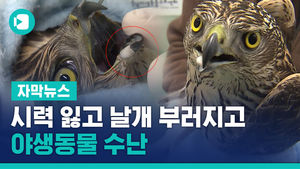 방음벽에 '쿵'→시력 잃고 날개 부러지고&hellip;야생동물 수난