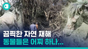 호주 코알라 이어 필리핀 화산재 뒤집어쓴 말까지&hellip;재난 앞 '위험한' 동물들