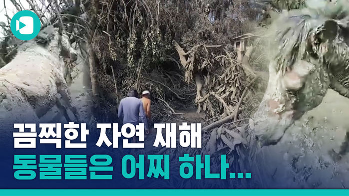 호주 코알라 이어 필리핀 화산재 뒤집어쓴 말까지&hellip;재난 앞 '위험한' 동물들