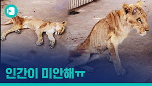 전 세계인 울린 '뼈만 남은 사자' 결국 사망&hellip;경제난에 '방치된' 수단 동물들
