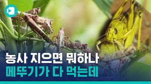 아프리카 뒤덮은 메뚜기떼&hellip;6월에 이보다 500배나 더 많아진다고?