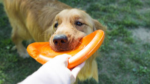 [인-잇] 강아지 놀이터에 왜 내 세금을 써요?