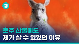 호주 산불, 다들 잊지 않으셨죠?