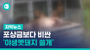 포상금보다 비싼 '야생멧돼지 쓸개'&hellip;밀거래 포착