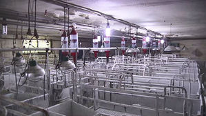 ASF 감염 멧돼지 여전한데&hellip;농민들 "돈사 재입식 언제"