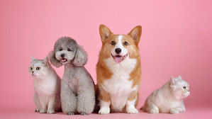 [인-잇] 보호자님, 개 · 고양이는 원래 코로나에 걸려요