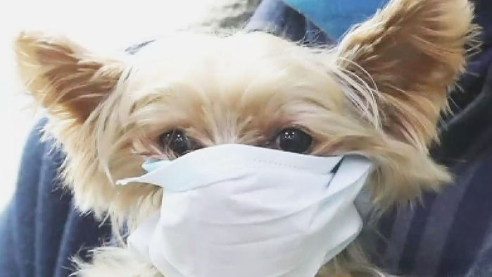 마스크한 강아지, 개