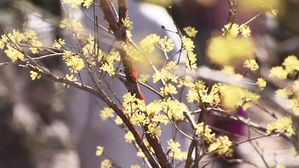 내일 꽃샘추위 물러가고 봄기운 완연…중부 미세먼지