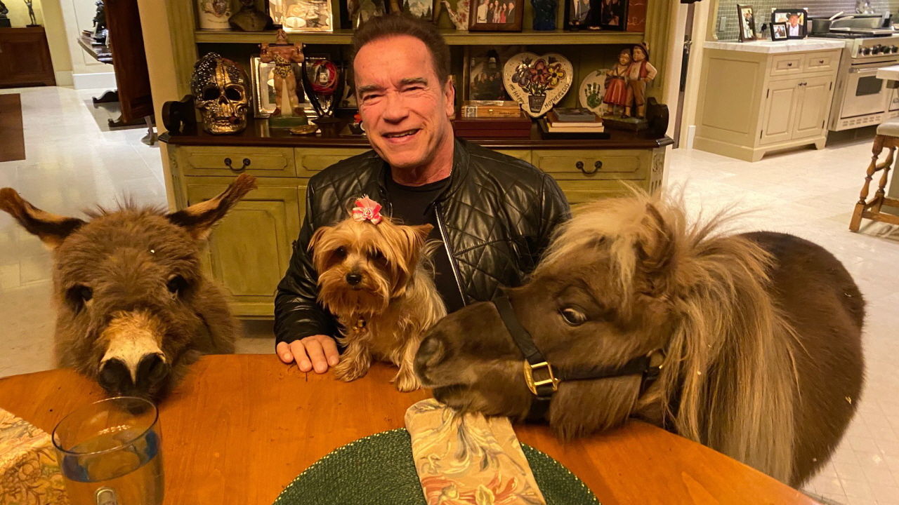 반려 조랑말·당나귀와 함께 스스로 격리 생활 중인 '터미네이터' 근황