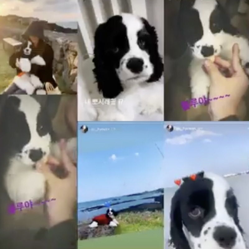 승리 입대 날 차에 타고 있던 강아지 정체…관심 쏠린 이유