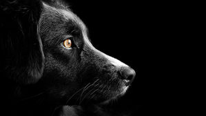 [인-잇] 선거철 반려동물 공약, 이번에는 지켜질까