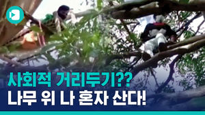 '나무 위에서 2주간 자가격리' 인도에서 일어나고 있는 일입니다