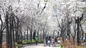 [Pick] &ldquo;방구석에서 꽃길 걸어요&rdquo;&hellip;송파구, 석촌호수 벚꽃 온라인 중계