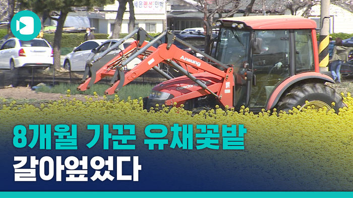 '상춘객 몰려와서&hellip;' 8개월 가꾼 유채꽃밭 갈아엎었다