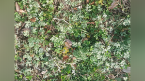 [찍자!] @4leafleave 대한민국에 행운을 안겨줄 네잎클로버와 함께