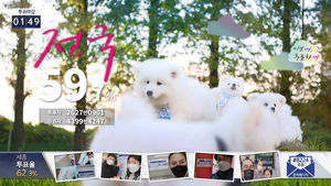 [국민의선택] "이보개! 투표하개!" 투표율 전하는 최고 귀여운 방법