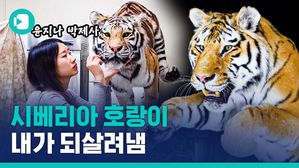 자연사(死)한 시베리아 호랑이, 제가 되살려냈어요&hellip;호랑이 박제 전 과정 공개