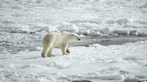 북극곰 공격에 '죽은 척' 위기 모면, 살아남은 러시아 남성